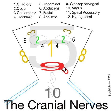 Cranial Nerves Visual School Neatness Pinterest To Heaven Eyes
