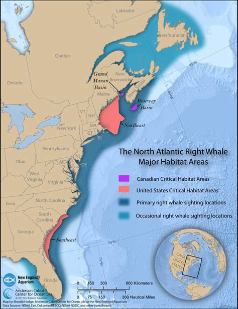 Migration Where Do The Right Whales Go Blue Ocean Society For Marine Conservation
