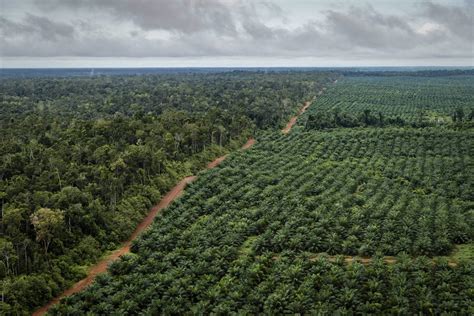 Nusantara Atlas Indonesian Deforestation And Plantation Expansion Slow