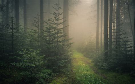 60 Black Forest Germany Wallpapers Download At Wallpaperbro Black