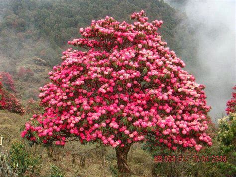 Natural Wonders Of Nepal National Flower Of Nepal Laliguras