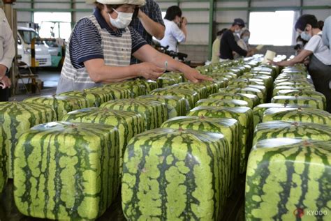 square watermelons ready to be shipped across japan
