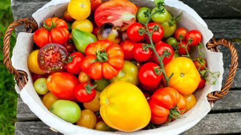 can tomatoes cross pollinate with peppers let s find out