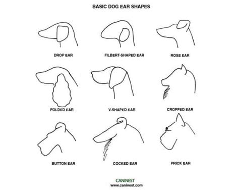 Why Do Dogs Have Different Ear Shapes