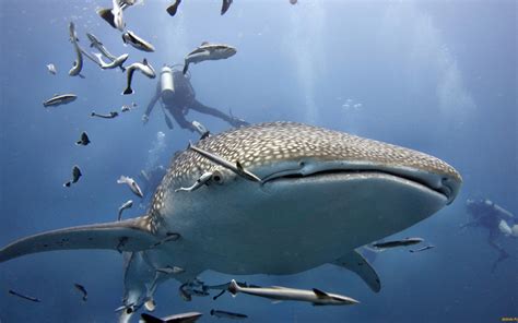 Wallpaper Animals Sea Fish Underwater Divers Whale Shark Ocean