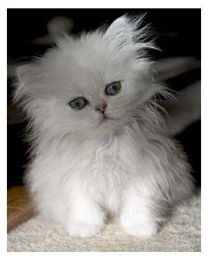 So is a doll face a better choice? CFA Reg DOll Face & Teacup Persian kittens Free to - # ...