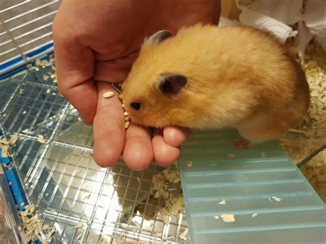 How To Tame Your Hamster Petschoolclassroom