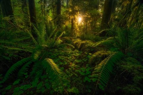Lush Green Rainforest At Sunset Image Id 307362 Image Abyss