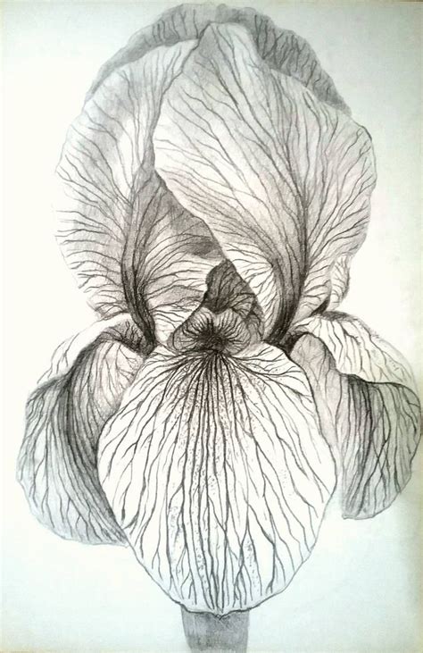 Iris Drawing Цветочный рисунок Цветочные линейные рисунки Цветки ириса
