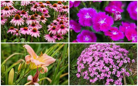 15 Pink Plants That Will Look Amazing In Your Garden