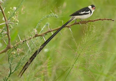 Pin Tailed Whydah Vidua Macroura Male A Photo On Flickriver