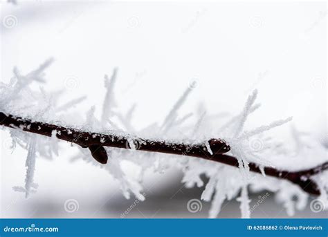 Ice Crystals On Tree Branches Stock Photo Image Of Wood Forest 62086862