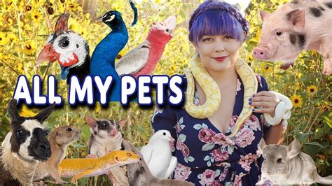 Barry rimmasch doctor in provo, ut. All My Pets 2019 | Happy Tails Animals - YouTube