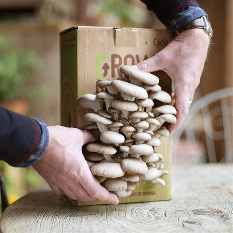 Best Mushroom Growing Kit Gardens Illustrated