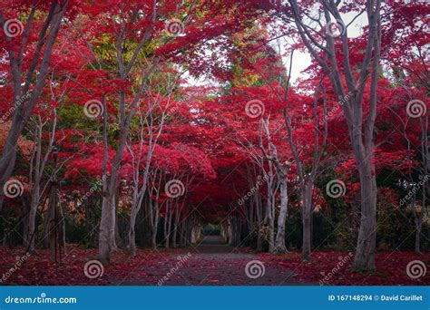 Path Through A Tunnel Of Crimson Red Maple Trees During Autumn In