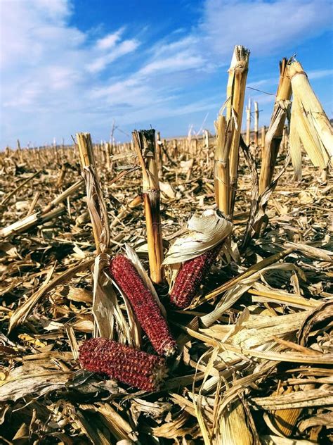 Harvested Corn Field Stock Image Image Of Harvested 130225361