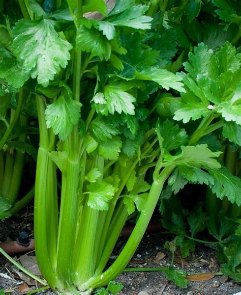 Planting And Growing Guide For Celery Apium Sp