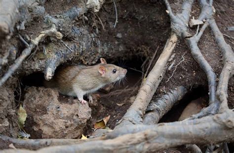 How To Accurately Identify Rat Holes In Your Yard And What To Do Next