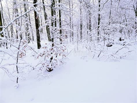 Beautiful Winter In The Norwegian Forest Stock Image Image Of