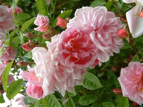 Tea Rambler Tasman Bay Roses Buy Roses Online In New Zealand