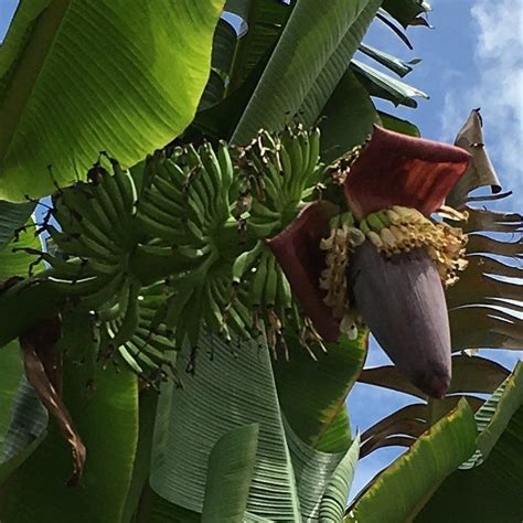 Somsookius Plant Leaves Instagram Instagram Posts