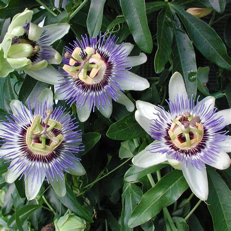 Passiflora Waterloo Blue Passion Flower for Sale | Rare Roots