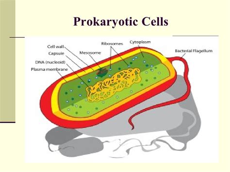 Anatomy Of Protozoan Cell