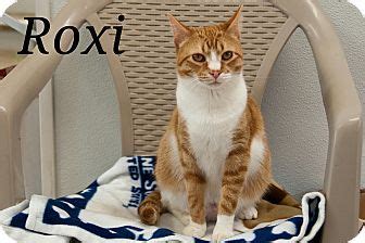Waynesville NC Domestic Shorthair Meet Roxi A Cat For Adoption