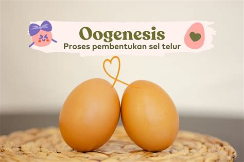 Oogenesis Bagaimana Proses Sel Telur Dibentuk