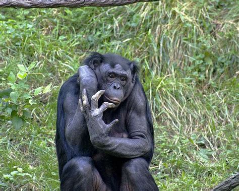 les mamans bonobos aident leurs fils à se reproduire