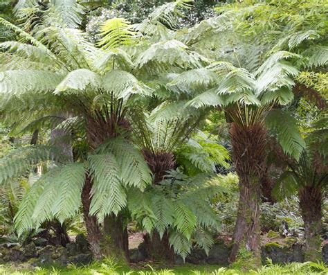 dicksonia antarctica tree fern big plant nursery