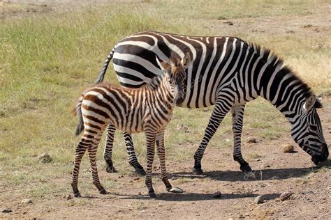 Baby Zebra With Mother — Stock Photo © Mattiaath 28020287