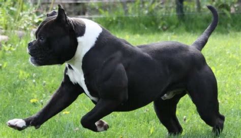 These are the best catching dogs and have been used for holding. Alapaha Blue Blood Bulldog - Information, Photos ...