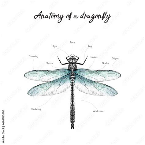 Anatomy Body Parts Of Insect Dragonfly Hand Drawn Traced Illustration