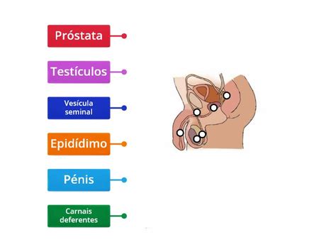 Sistema Reprodutor Masculino Labelled Diagram