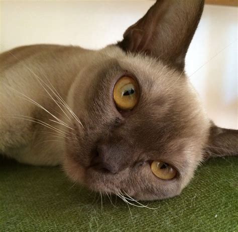 My Baby Franny Chocolate Burmese Burmese Cat Cats And Kittens