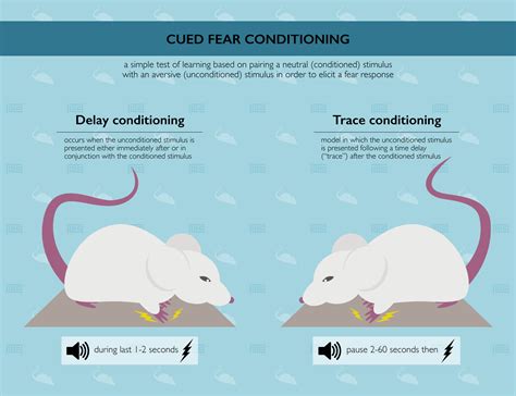 Cued Fear Conditioning Maze Engineers