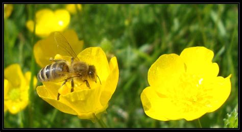 Golden Harvest Honeybee On Buttercup M E For Bees Was Margaret