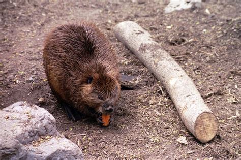 Hungry Beaver This Beaver Eats At Carrot At The National Z Flickr