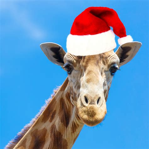 Christmas Giraffe Free Stock Photo Public Domain Pictures