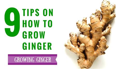 Ginger Growing Tips 9 Useful Facts About Growing Ginger Youtube