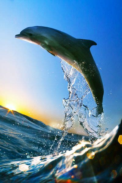 Dolphins🐬 Dolphins Photo 43365259 Fanpop