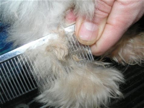 Mats can be mildly uncomfortable to extremely painful for a cat. Grooming | Live. Pant. Play | Page 2