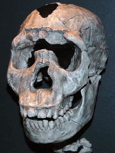 Celebrating the turkana human when fossil hunters spotted a tiny skull fragment in kenya's lake turkana basin on this day in 1984, they didn't yet know they had discovered part of the most. Homo ergaster fossil hominid (Lower Pleistocene, 1.5 to 1 ...