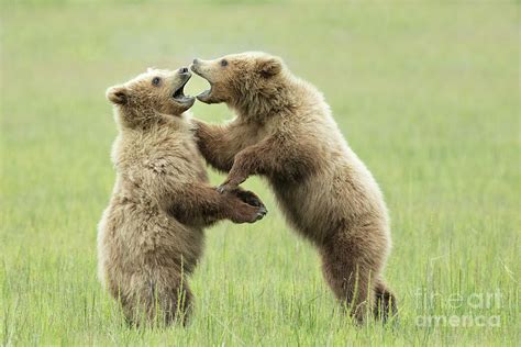 Alaskan Brown Bear Cubs Playing Photograph By Linda D Lester Pixels