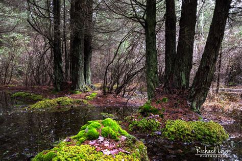 A Pine Barrens Cedar Swamp Richard Lewis Photography