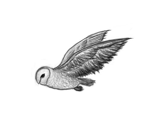 Barn Owl Quick Sketch By Chanstopher On Deviantart