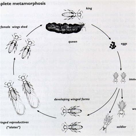 Termite Life Cycle Diagram Elvia Thurman