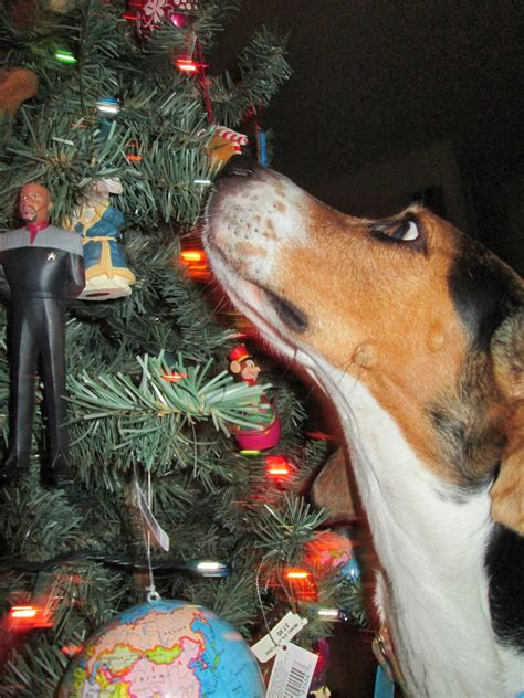 Life With Beagle Getting A Dog For Christmas Four Things To Consider
