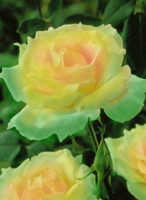 North las vegas's local florist since 1991. Emerald Mist Rose | Rose seeds, Hybrid tea roses, Flowers